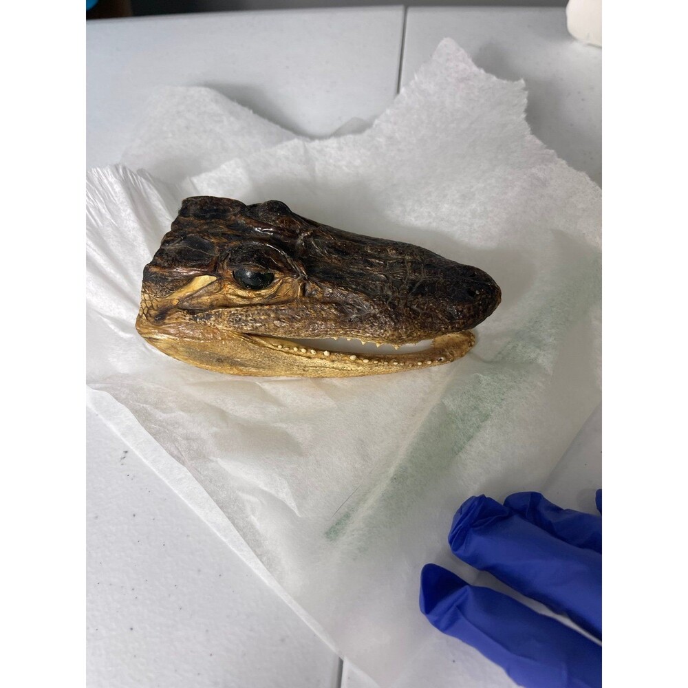DISSECTED baby CROCODILE HEAD